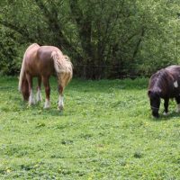 1303644827-Porrentruy_053 